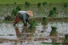 Gambar hamparan desa dan lahan pertanian